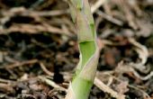 How to Plant asperges wortels in Michigan