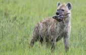 Hoe snel draait een Hyena?
