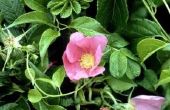 How to Grow Rosa Rugosa in Zuid-Californië