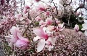 Hoe de zorg voor een Japanse Magnolia