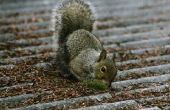 Hoe te houden van eekhoorns uit de dakrand