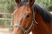 Definitie van Sebaceous Cyste bij paarden