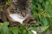 Gebladerte planten die schadelijk voor katten zijn