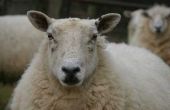 Hoe de behandeling van bloedarmoede bij schapen