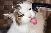 Home Remedies voor problemen van de urinewegen bij katten