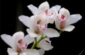 Wat orchideebloemen symboliseren?