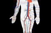 Hoe werken de respiratoire & cardiovasculaire systeem samen?