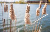 How to Kill Cattails