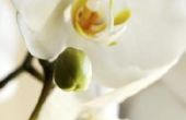 Orchideeën als een symbool in de Chinese cultuur