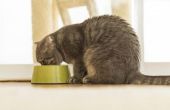 Wat zijn de voordelen van kabeljauw lever olie voor katten?