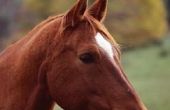 Leuk paard-gerelateerde Places to Go in Kentucky