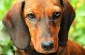 Canaural oor druppels voor honden
