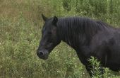 Tekenen & symptomen van een paard Hoof abces