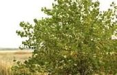 Hoe om te oogsten Catalpa boom zaden van bonen