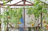 How to Grow Tomaten in een broeikas