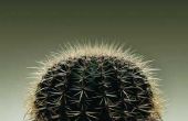 Levenscyclus van een Golden Barrel Cactus