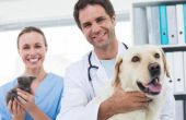 Behandeling van een Stafylokok infectie bij honden