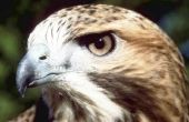 De paring gewoonten van de Red - Tailed Hawk