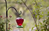 Hoe te voeden een kolibrie met behulp van suiker Water