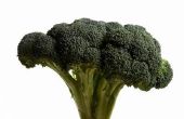 Hoe om te oogsten Broccoli hoofden