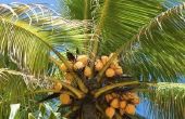 De onderdelen & het gebruik van kokosnoot bomen