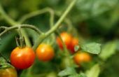 Het toevoegen van vlees-en beendermeel aan een tomaat tuin