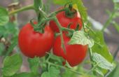 Hoe Plant een tomaat in stro