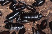How to Get Rid van kakkerlakken in mijn Compost