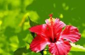 Tropische bloemen van Jamaica