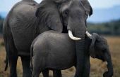 Fysieke aanpassingen van olifanten