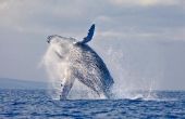 De beste plaatsen om te zien van walvissen van Land in Hawaï