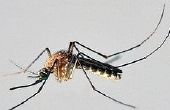 Hoe om te voorkomen dat muggen bijten