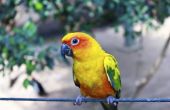 Hoe de zorg voor een papegaai papegaaiachtigen
