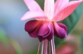Soorten opknoping van planten met paarse bloemen