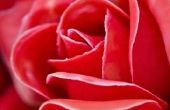 Wat zijn de unieke eigenschappen van een rozen?
