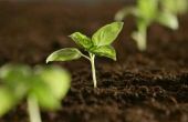 How to Make plantaardige vak tuinen