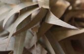 How to Make Eucalyptusolie uit een blad