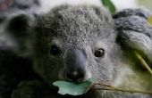 Informatie over het voortplantingsstelsel van een Koala Beer