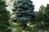 De beste bodem voor Colorado blauwe spar bomen