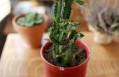 Hoe de zorg voor een Euphorbia Trigona