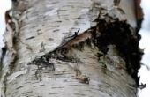 Berkenbomen die zijn gevonden in North Carolina