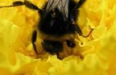 How to Get Rid van grote bijen