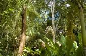 Ecosysteem van het regenwoud