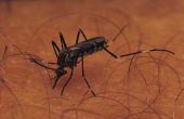 Kill Mosquito larve zal bleekmiddel?