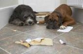 Zelfgemaakte huisdier veilig vloer Cleaners