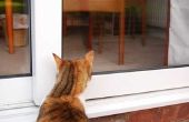How to Train een buiten kat zich een binnenkat