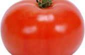 Hoe te verminderen gezichtshuid poriën door wrijven tomaten op het gezicht