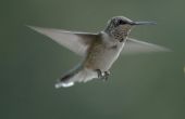 Instructies over hoe te maken van een kolibrie-huis