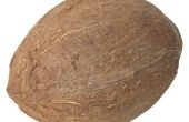 Het toepassen van kokosolie om te voorkomen dat haaruitval