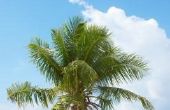 Frizzle Top Palm Tree Cures